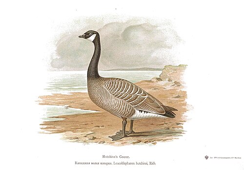 Canada goose