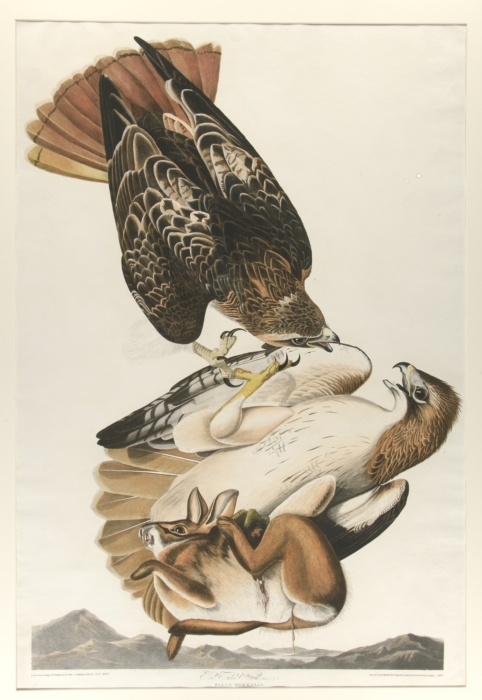 Red-tailed hawk