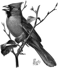 Northern cardinal