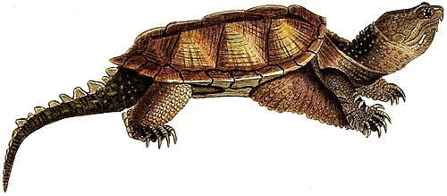 Common snapping turtle