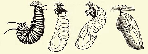 Monarch