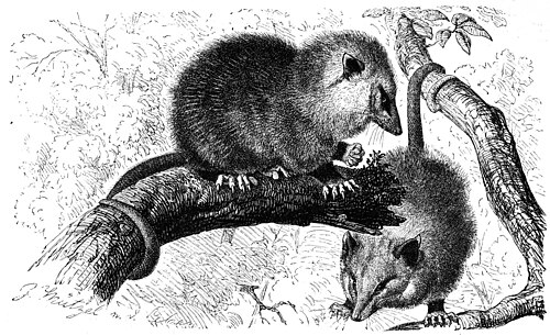 Virginia opossum