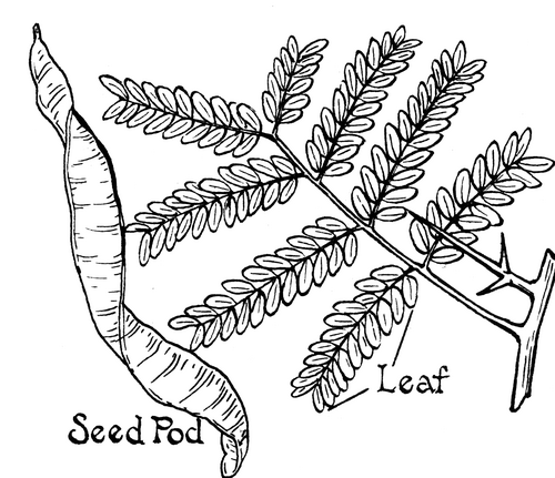 Honeylocust