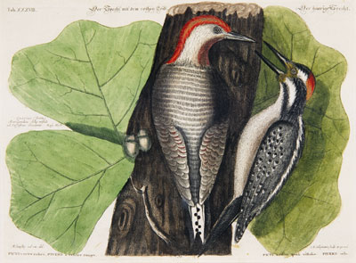 Red-bellied woodpecker