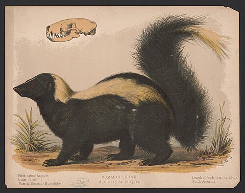 Striped skunk