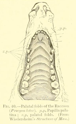 Common raccoon