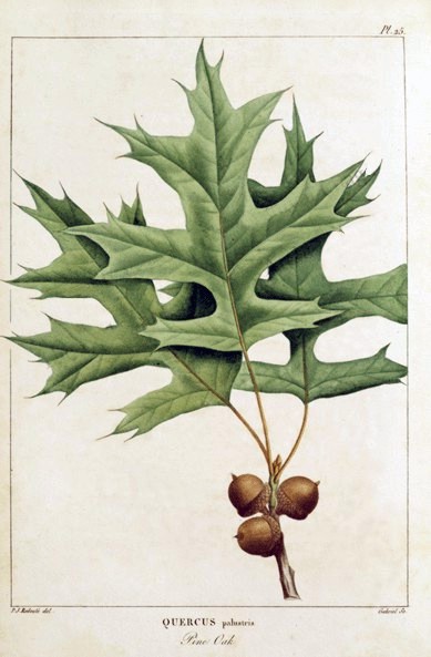 Pin oak