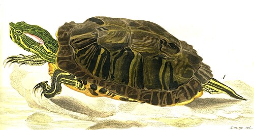 Pond slider
